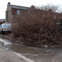 Japanese Knotweed